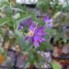 Close-up of the deep rich purple flower of Georgia aster, with blurry flowers, leaves and pots covered in chick grit visible in the background