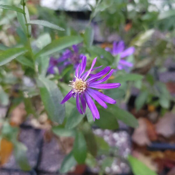 Close-up of the deep rich purple flower of Georgia aster, with blurry flowers, leaves and pots covered in chick grit visible in the background