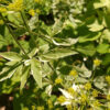 Vasevine, Leatherflower Clematis The MagiK Garden 9