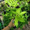 Vernonia glauca, upland broadleaf ironweed, seed grown 2025, shown in nursery in pint pot