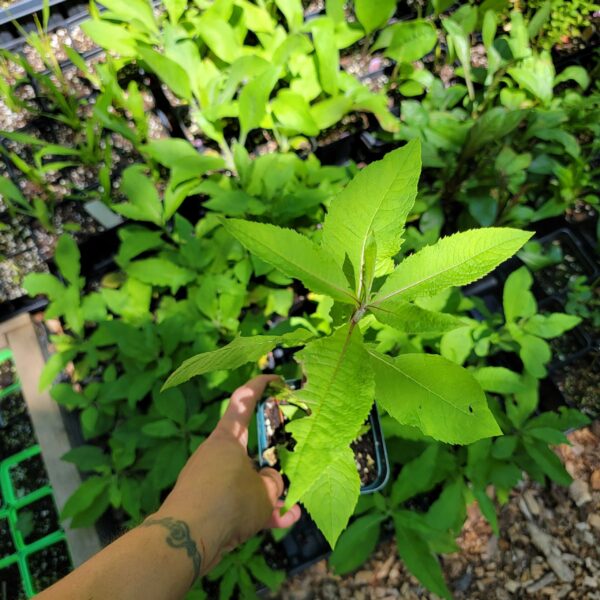 Vernonia glauca, upland broadleaf ironweed, seed grown 2025, shown in nursery in pint pot