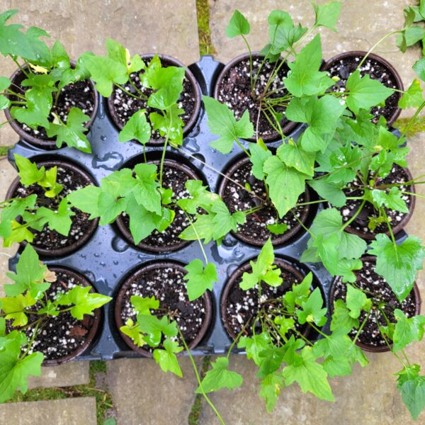 Trilobed Wood Violet The MagiK Garden