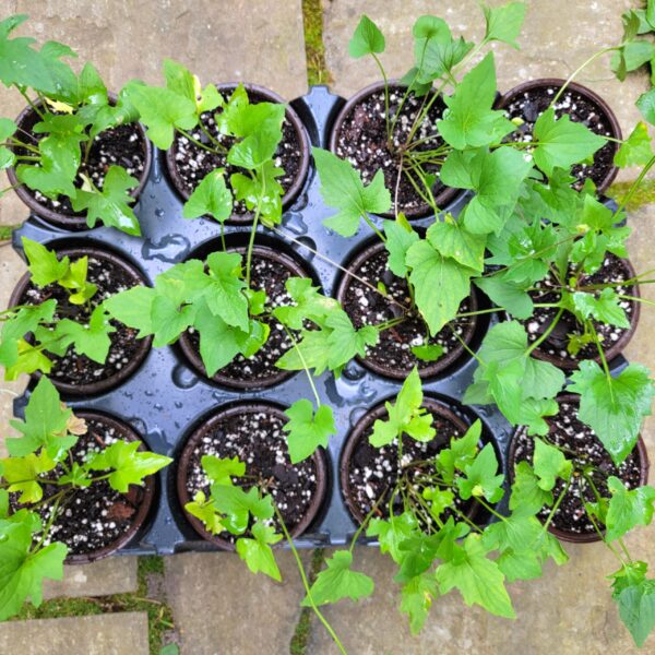 top-down birdseye view of Viola palmata, trilobed wood violet, in round pint pots in a tray