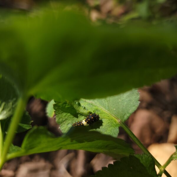 young black swallowtail caterpillar on Zizia aurea
