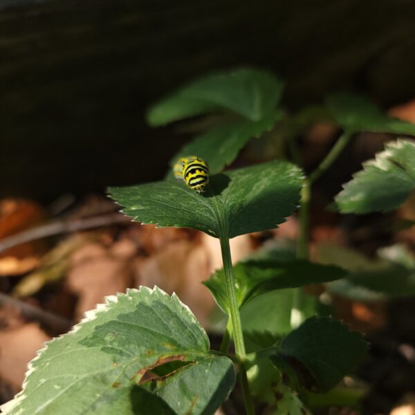 Black swallowtail caterpillar on variegated Zizia aurea leaf at The MagiK Garden