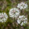 Poverty Oatgrass The MagiK Garden 8