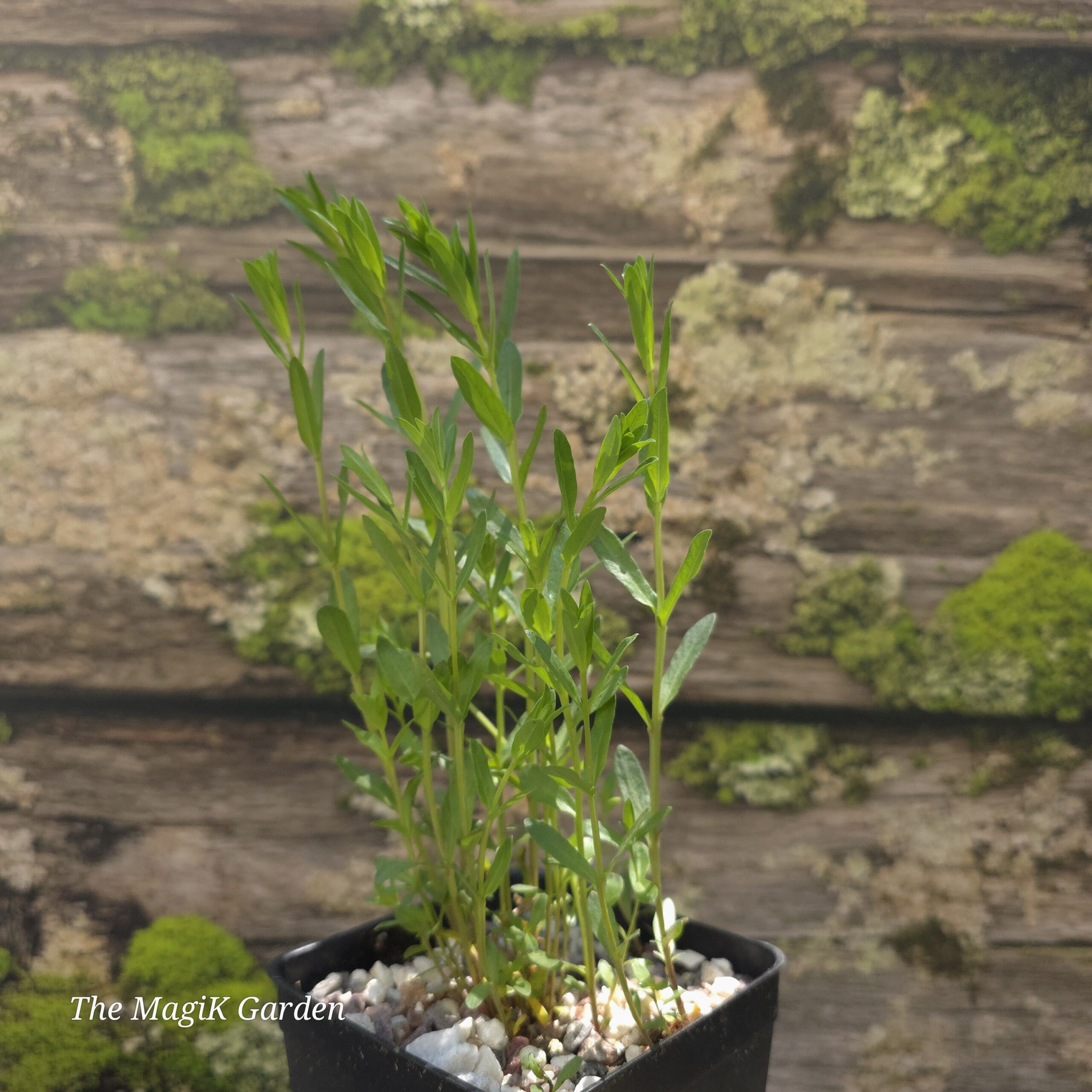 Winged Loosestrife