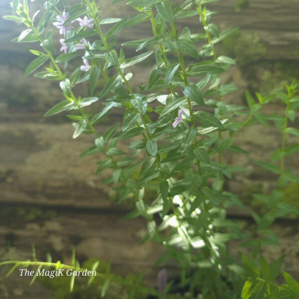 Winged Loosestrife