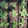 Lobelia spicata, pale-spike lobelia, rosettes viewed from top-down, growing in big pint (tall) pots at The MagiK Garden
