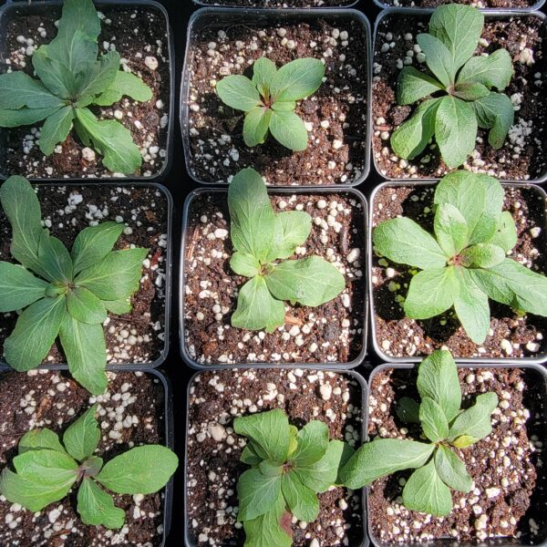 Lobelia spicata, pale-spike lobelia, rosettes viewed from top-down, growing in big pint (tall) pots at The MagiK Garden