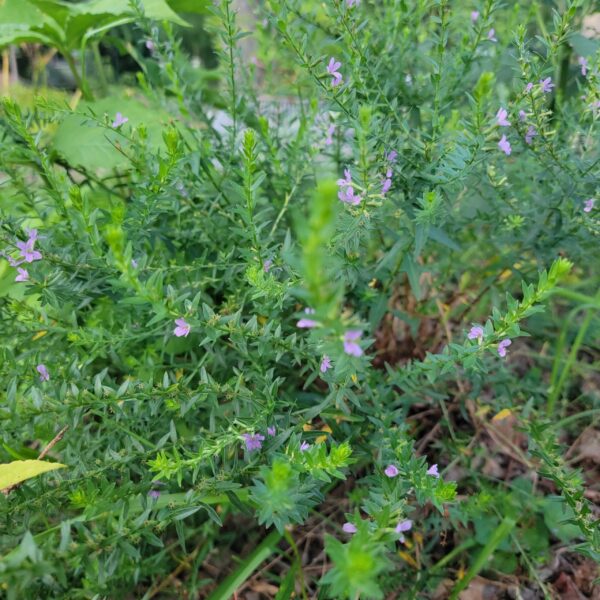 Lythrum alatum, winged loosestrife, blooming at The MagiK Garden