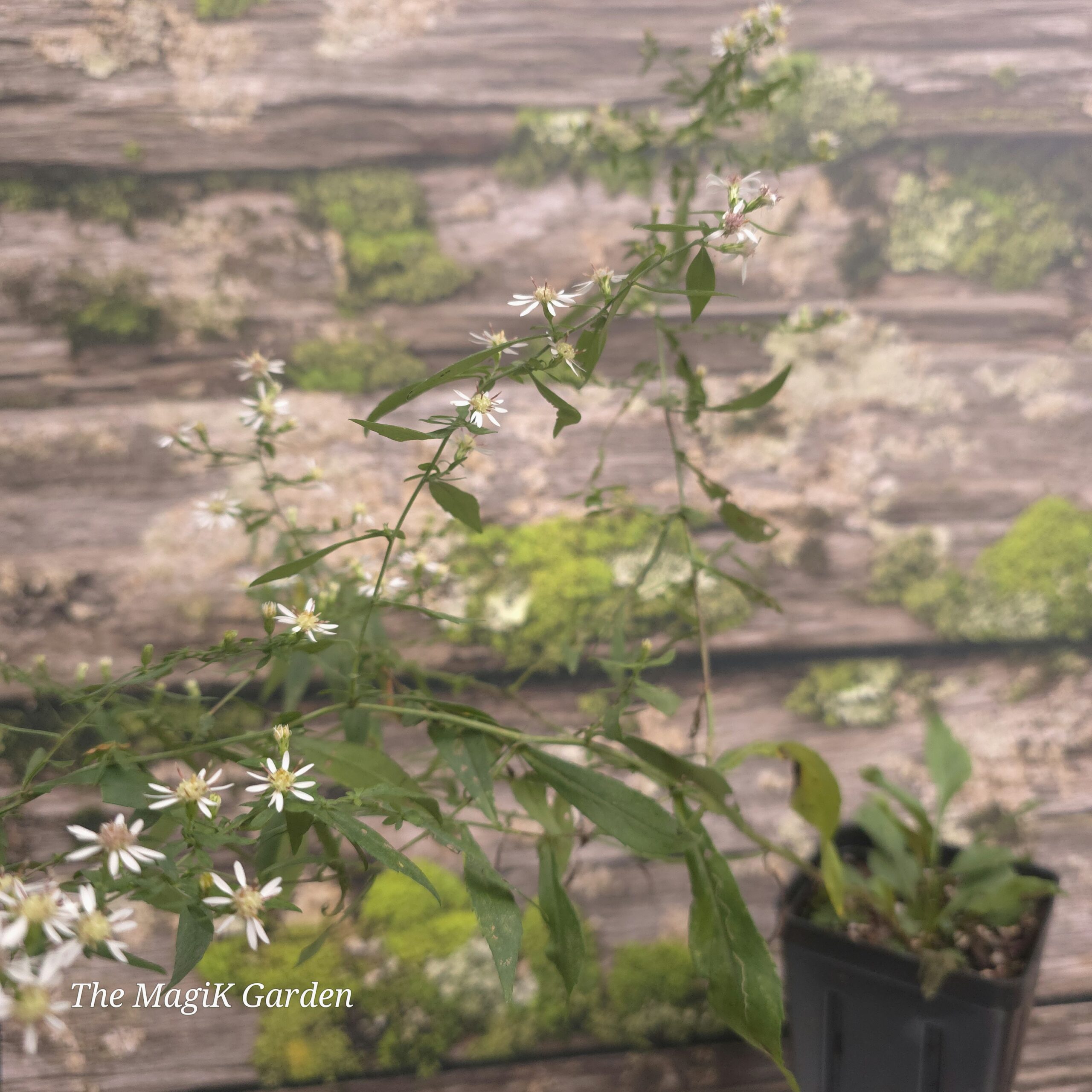 Calico Aster - Image 2
