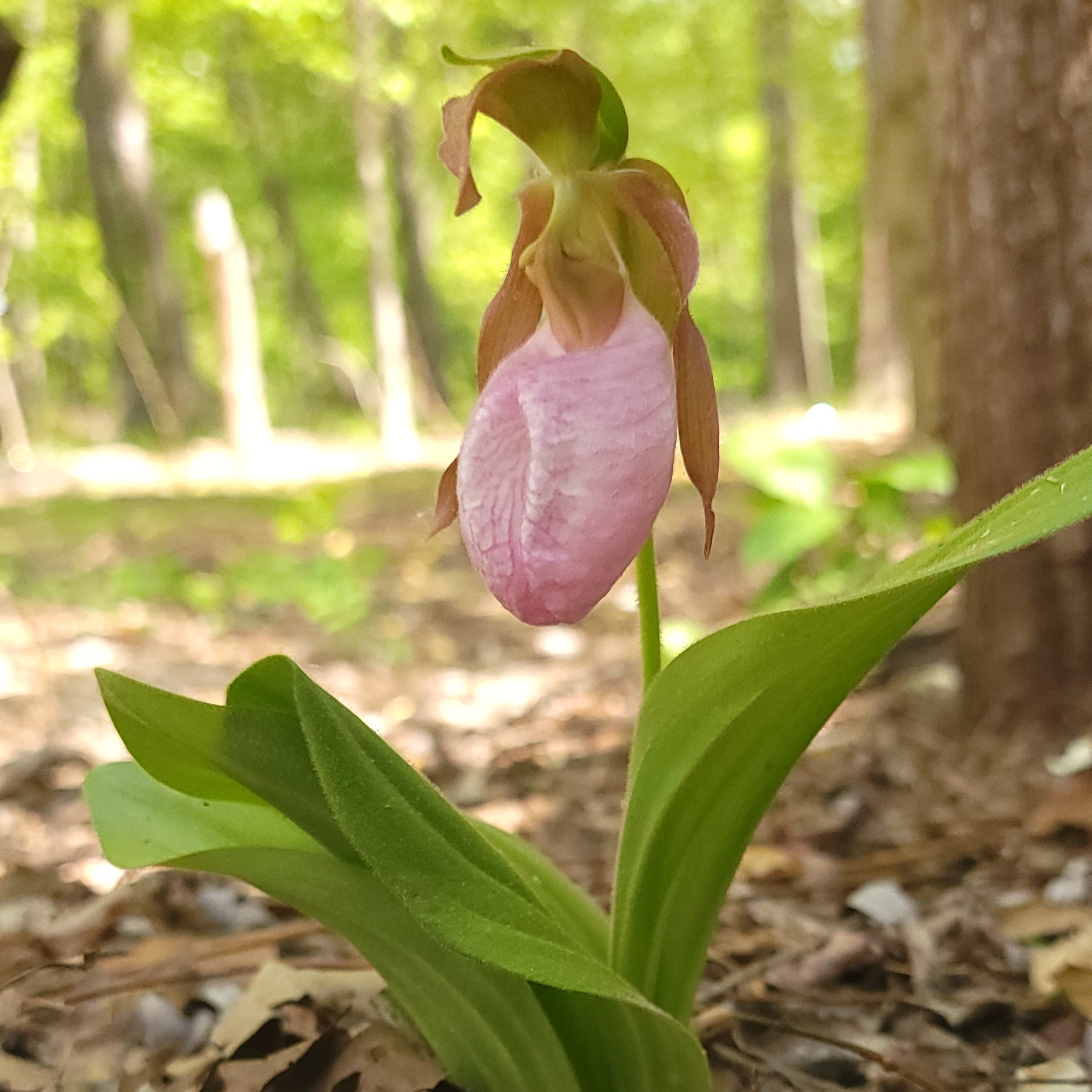 Cypripedium acuale in bloom with the woodland in view in the background