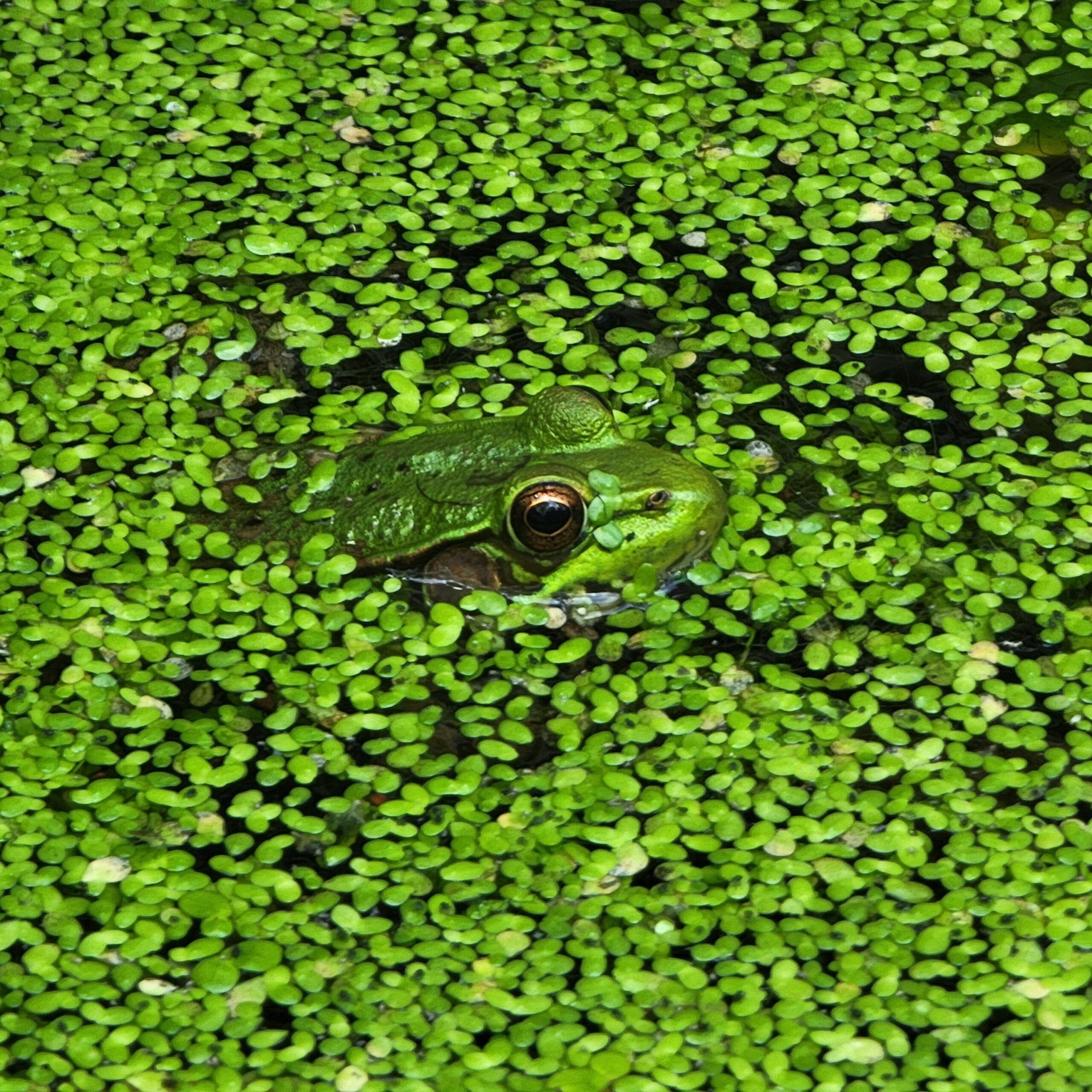green frog camouflaged in a duckweed covered pond