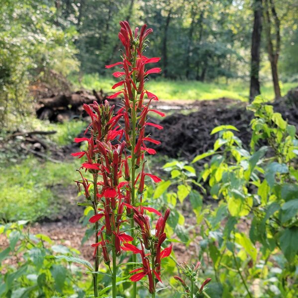Lobelia cardinalis, cardinal flower, in full bloom, growing wild in in southeastern PA