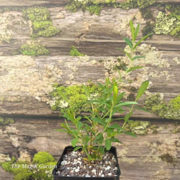Kalm's St. John's Wort