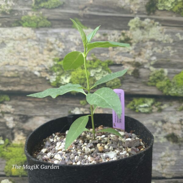Purple Milkweed