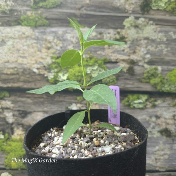 Purple Milkweed