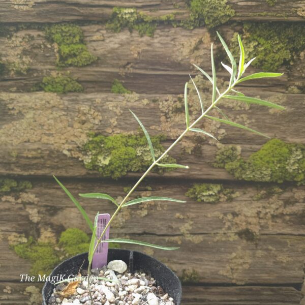 Green Comet Milkweed