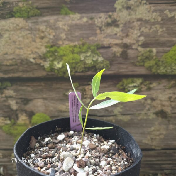 Clasping Sand Milkweed