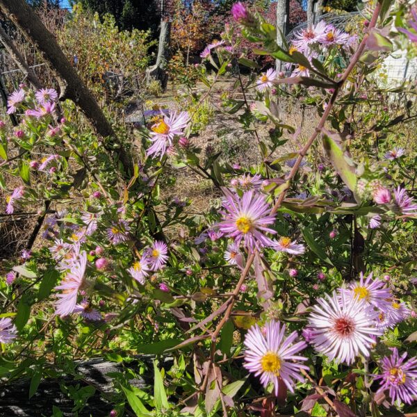 Climbing Aster