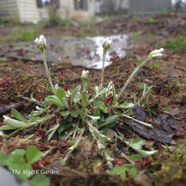 Neglected Toebeans (Pussytoes)