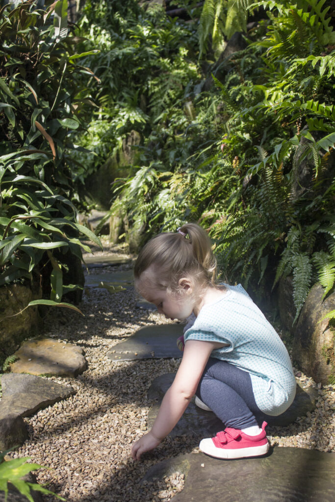 Morris Arboretum Fernhouse a child examines the damp pebbles on the slate-and-gravel paved floor inside a lush fernhouse