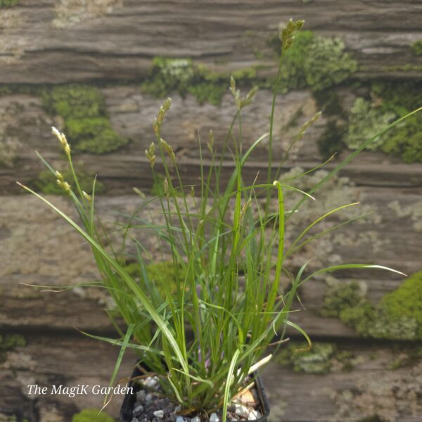Plains Oval Sedge