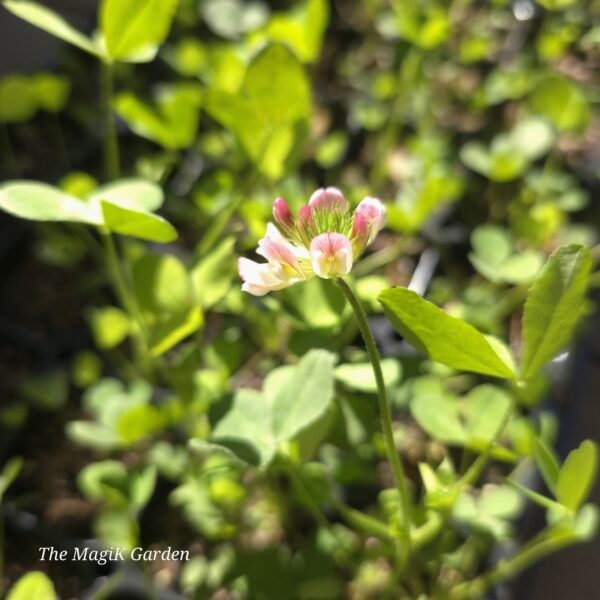 Buffalo Clover