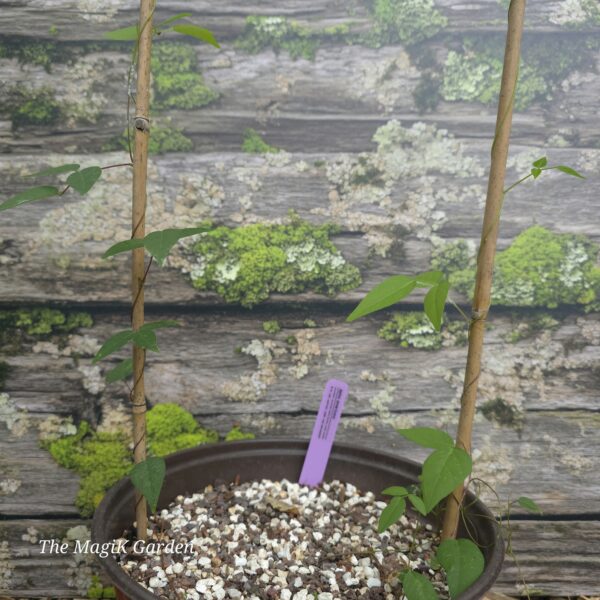 Groundnut