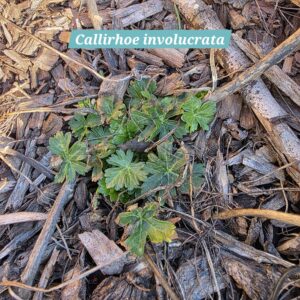 Callirhoe involucrata