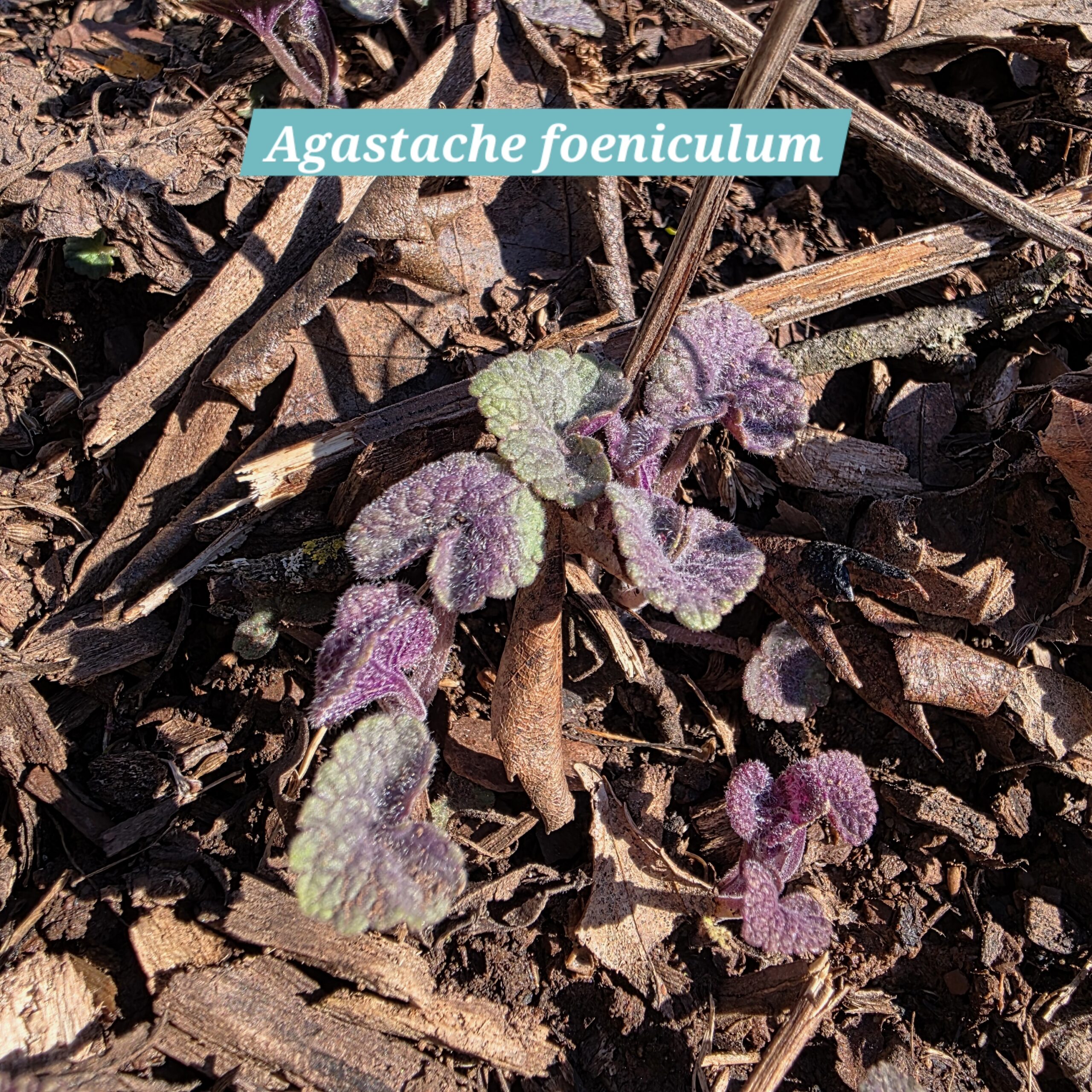 Agastache foeniculum