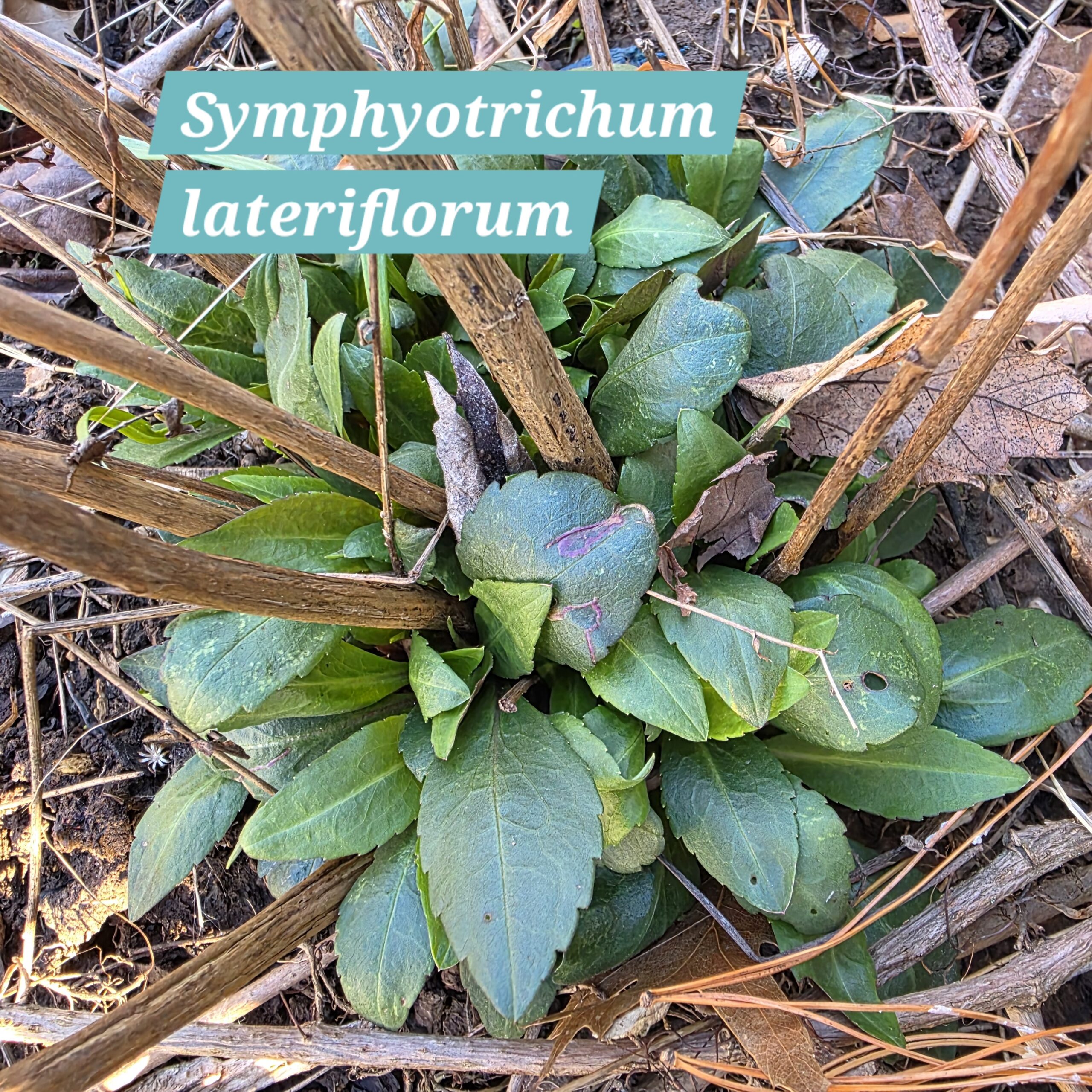Symphyotrichum lateriflorum