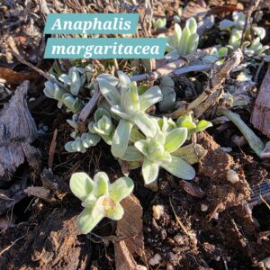 Anaphalis margaritacea