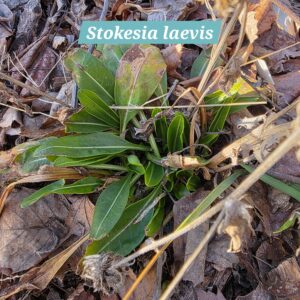 Stokesia laevis