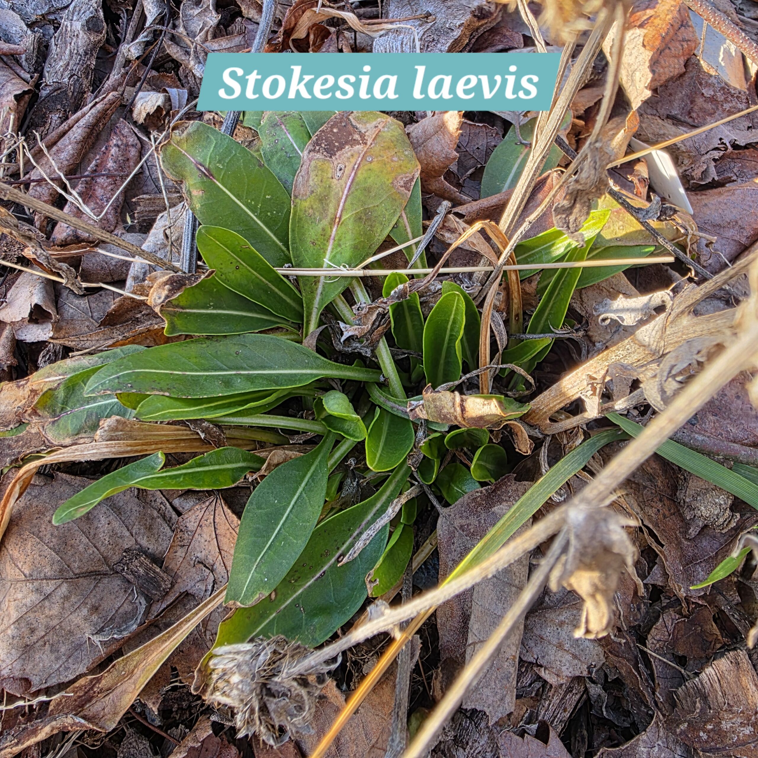 Stokesia laevis