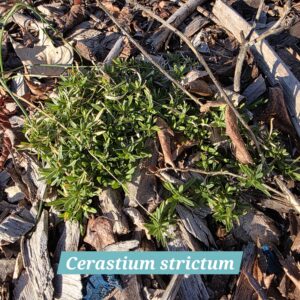 Cerastium strictum