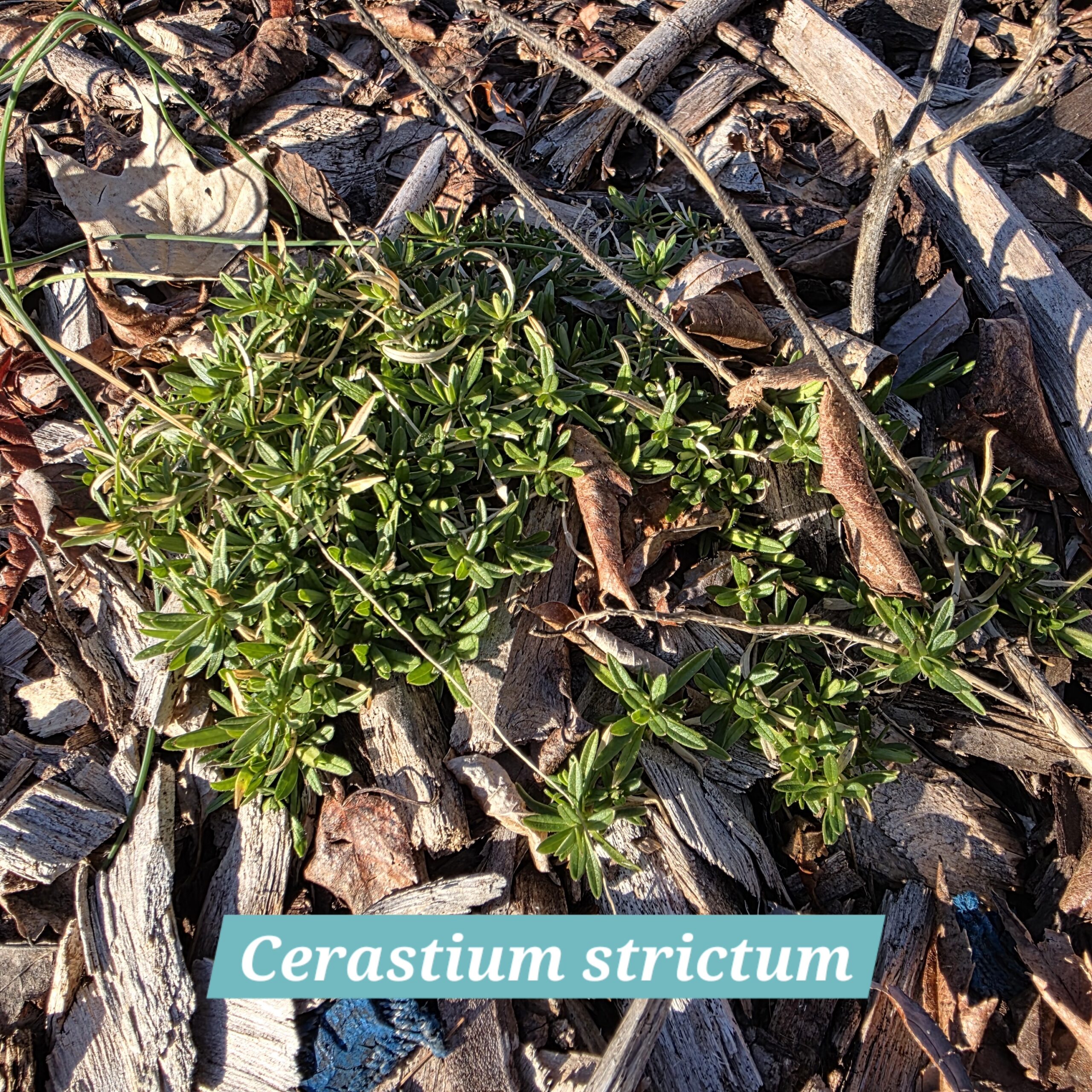 Cerastium strictum