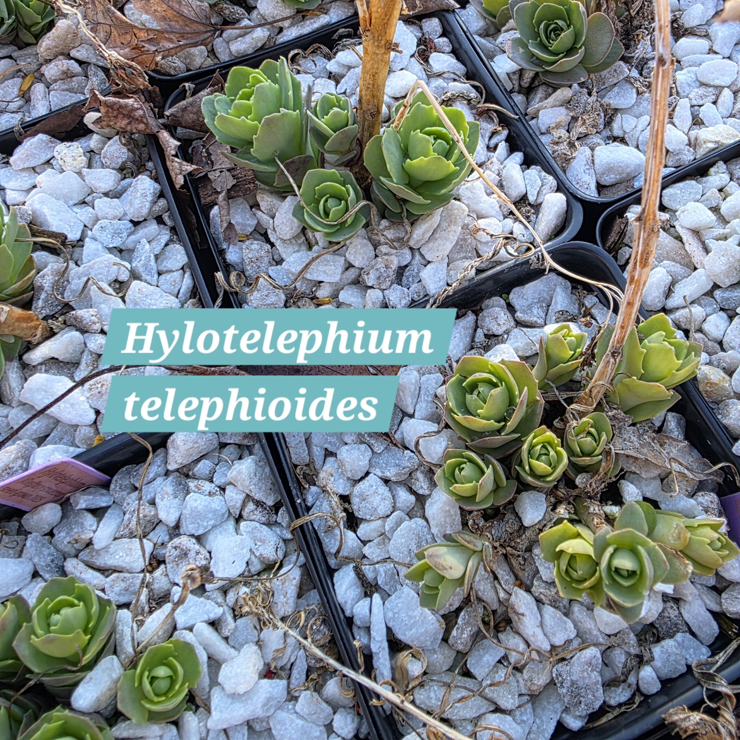 Hylotelephium telephioides