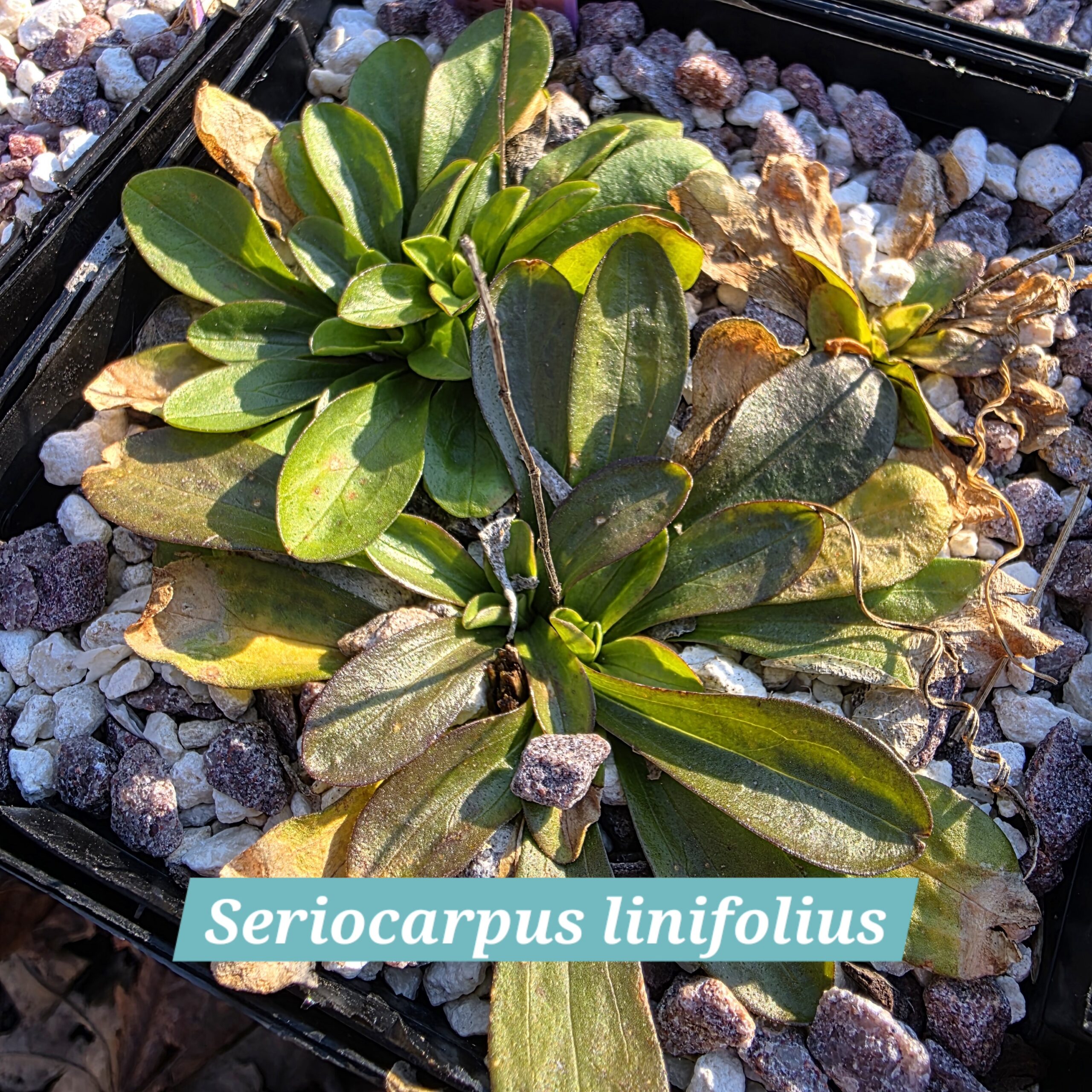 Seriocarpus linifolius