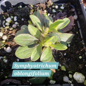 Symphyotrichum oblongifolium