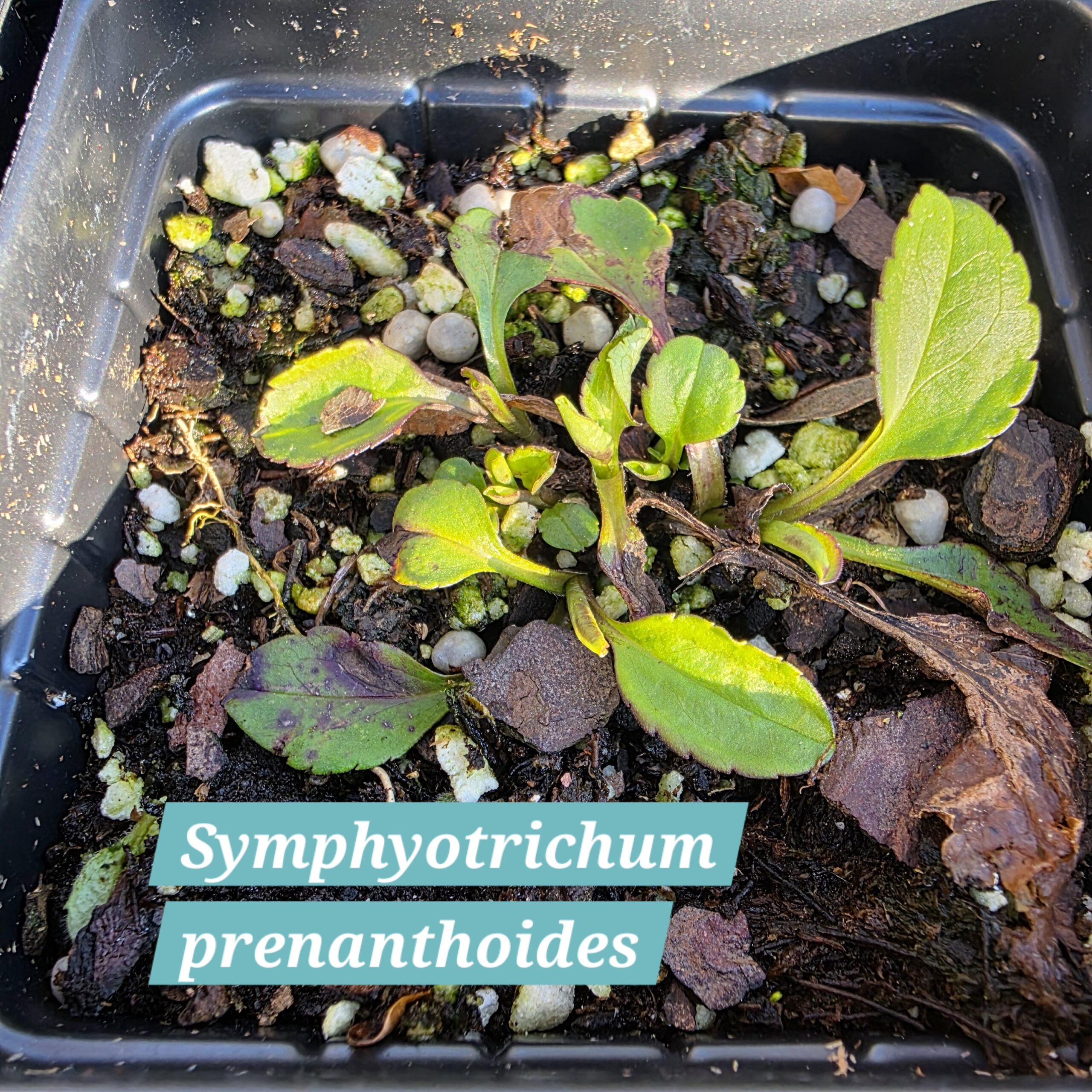 Symphyotrichum prenanthoides