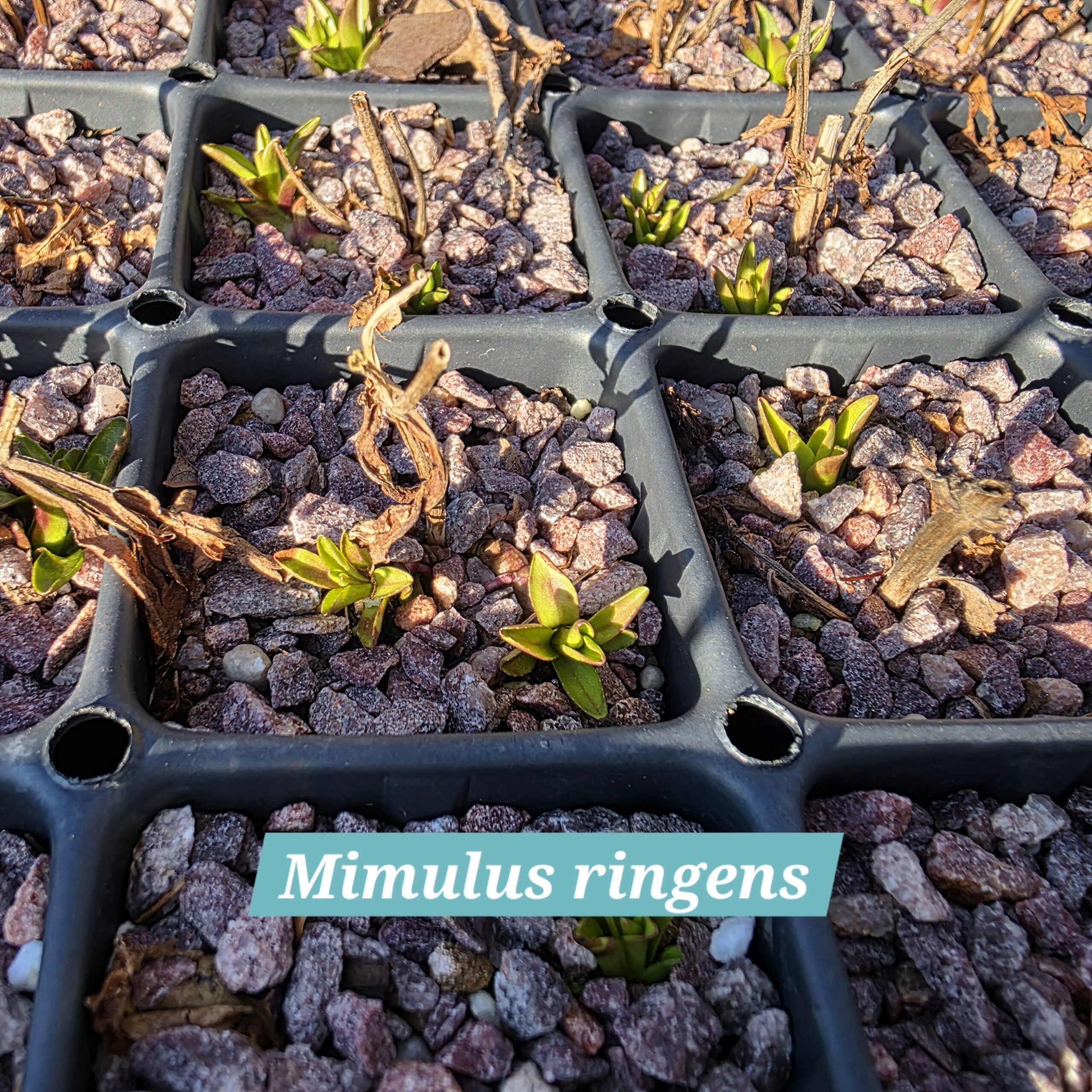 Mimulus ringens