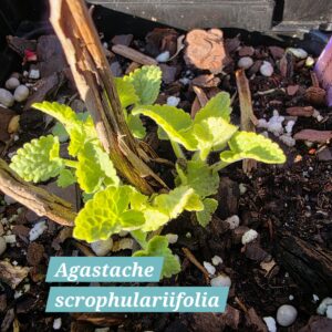 Agastache scrophulariifolia