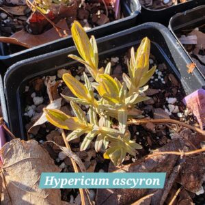 Hypericum ascyron