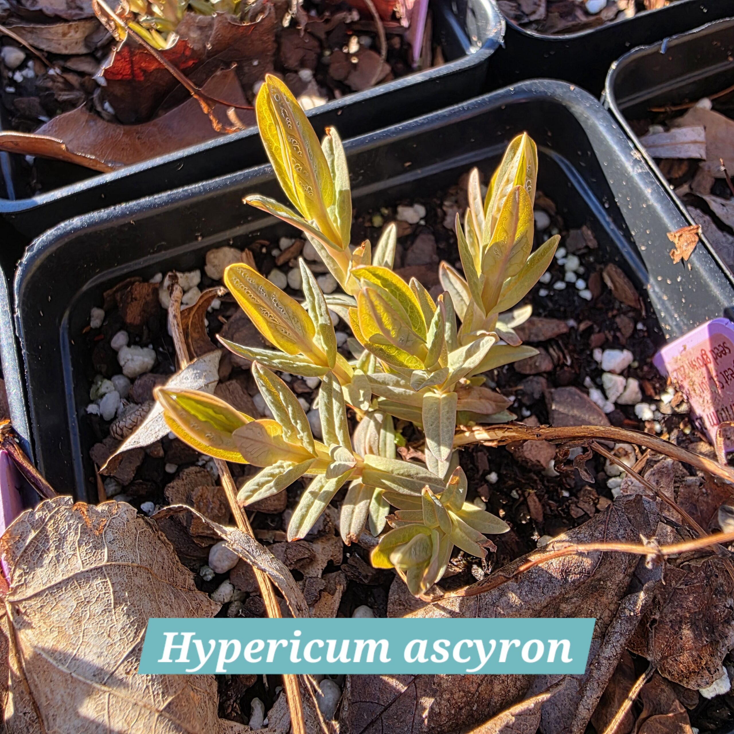 Hypericum ascyron