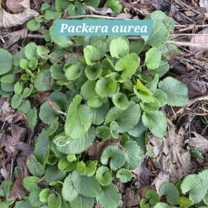 Packera aurea established patch