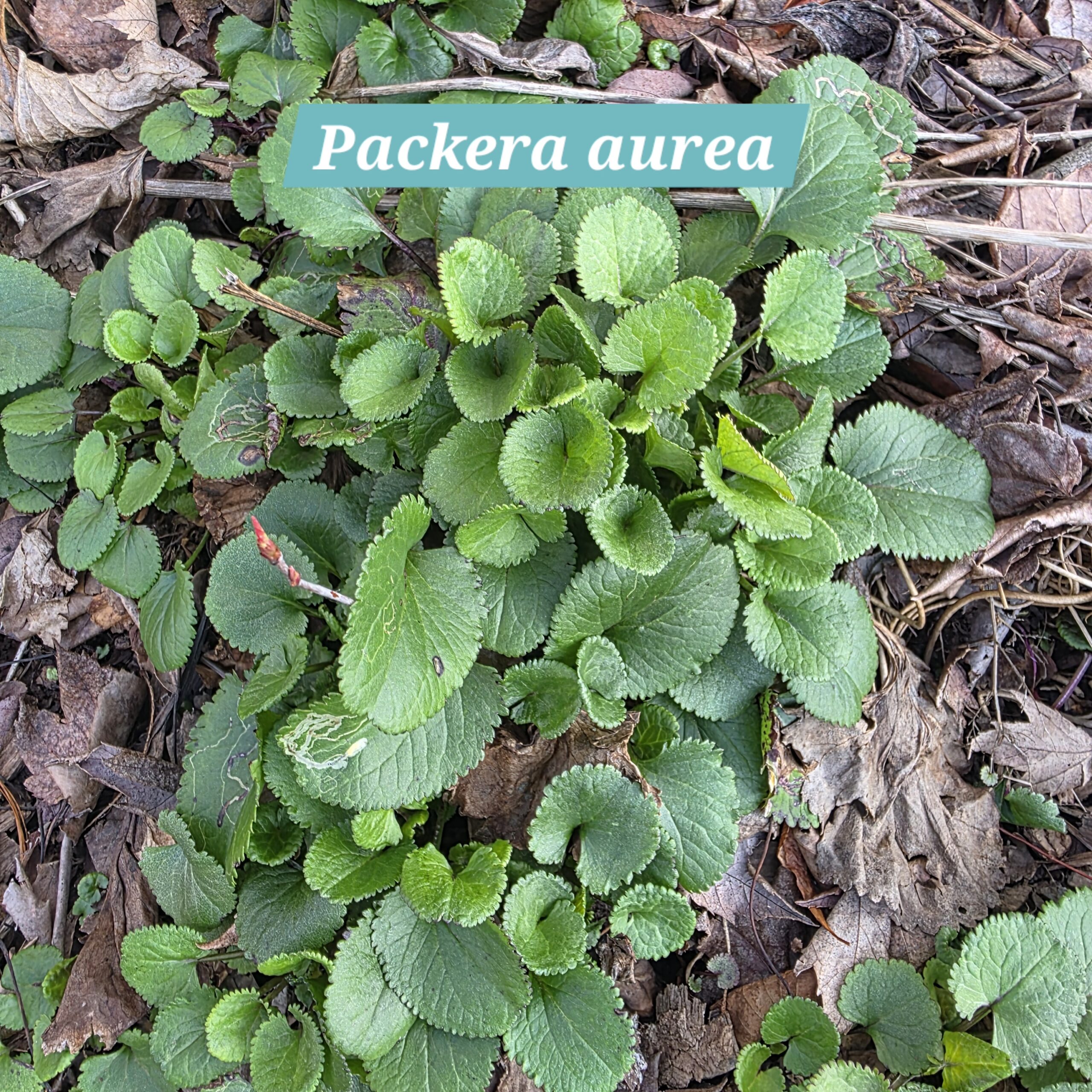 Packera aurea established patch