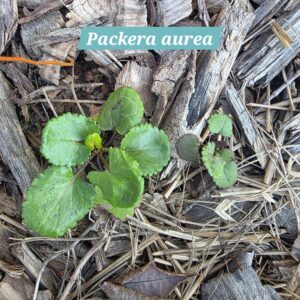 Packera aurea young seedlings