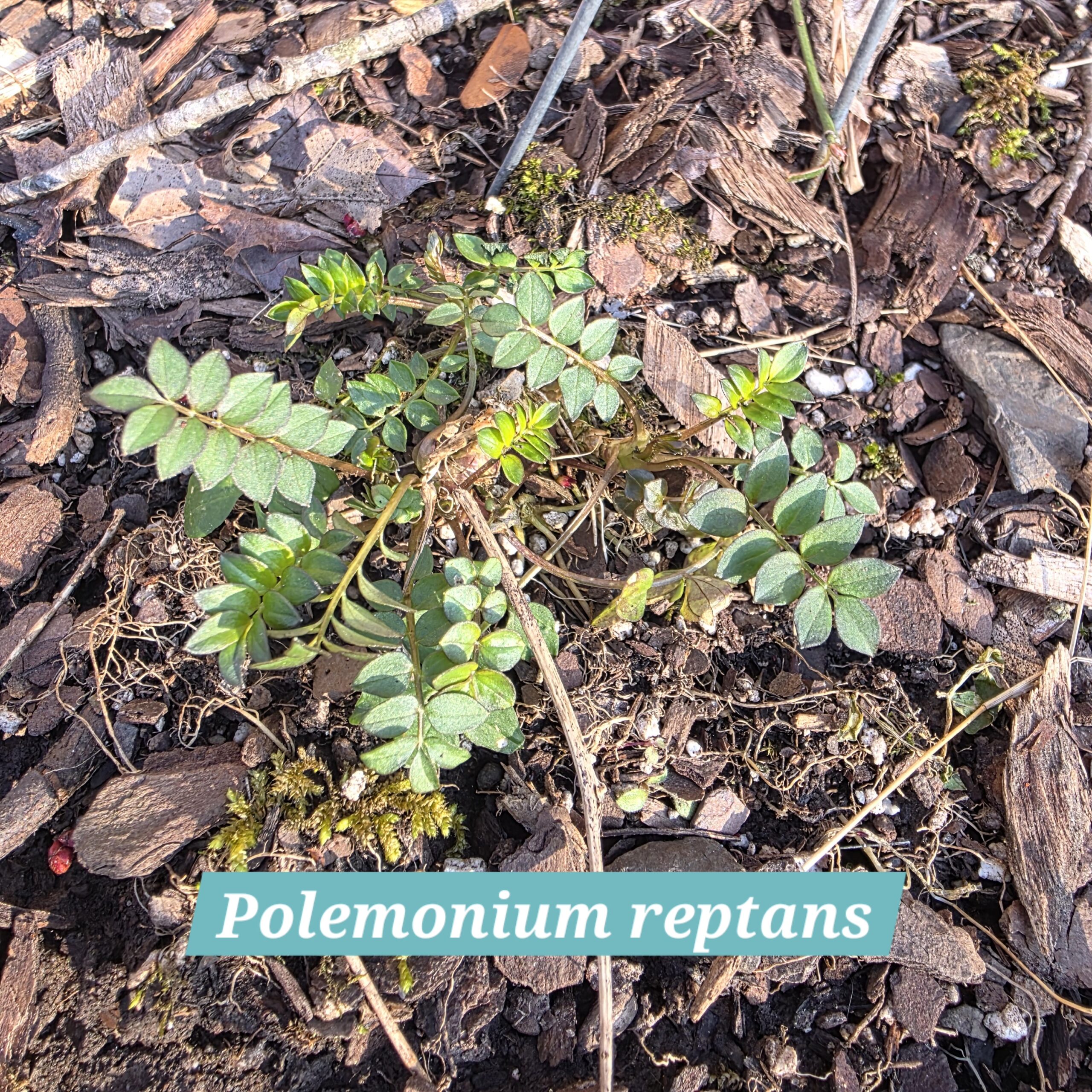 Polemonium reptans